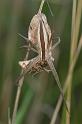 Perenethis_venusta_D2525_Z_88_-_Australie
