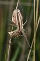 Perenethis_venusta_D2526_Z_88_-_Australie