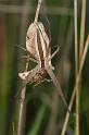 Perenethis_venusta_D2527_Z_88_-_Australie
