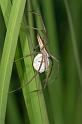 Perenethis_venusta_D2530_Z_87_-_Australie