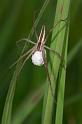 Perenethis_venusta_D2535_Z_87_-_Australie