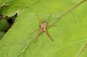 Pisaura_mirabilis_D5236_Z_85_Maarsenbroek_Nederland