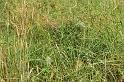 Pisaura_mirabilis_D6981_Z_85_Waterleidingduinen_Nederland