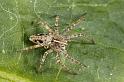 Pisaura_mirabilis_D7006_Z_85_Oeverlanden_Nederland
