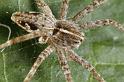 Pisaura_mirabilis_D7007_Z_86_Oeverlanden_Nederland