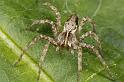 Pisaura_mirabilis_D7008_Z_86_Oeverlanden_Nederland