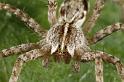 Pisaura_mirabilis_D7009_Z_87_Oeverlanden_Nederland