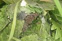 Pisaura_mirabilis_D7463_Z_88_Lapalisse_Frankrijk