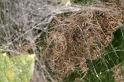 Pisaura_mirabilis_D7465_Z_88_Lapalisse_Frankrijk