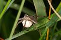 Pisaura_mirabilis_D7517_Z_88_Waterleidingduinen_Nederland
