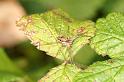 Pisaura_mirabilis_D7656_Z_82_Oeverlanden_Nederland