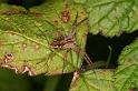 Pisaura_mirabilis_D7657_Z_85_Oeverlanden_Nederland