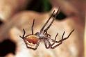Pisaura_mirabilis_F0443_Z_82_Waterleidingduinen_Nederland