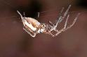 Pisaura_mirabilis_F0444_Z_75_Waterleidingduinen_Nederland