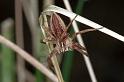 Pisaura_mirabilis_F0447_Z_88_Waterleidingduinen_Nederland
