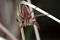 Pisaura_mirabilis_F0448_Z_87_Waterleidingduinen_Nederland