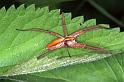 Pisaura_mirabilis_F0965_Z_83_St.-Martin-de-Bavel_Frankrijk