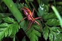Pisaura_mirabilis_F1238_Z_78_Laprade_Frankrijk