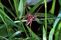 Pisaura_mirabilis_F1239_Z_82_Laprade_Frankrijk