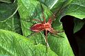 Pisaura_mirabilis_F1241_Z_86_Laprade_Frankrijk