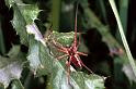 Pisaura_mirabilis_F1252_Z_80_Laprade_Frankrijk