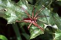 Pisaura_mirabilis_F1253_Z_85_Laprade_Frankrijk