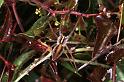 Pisaura_mirabilis_F1545_Z_88_Kalamata_Griekenland