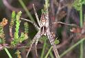 Pisaura_mirabilis_F2250_Z_76_Loenen(Gld)_Nederland
