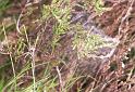 Pisaura_mirabilis_F2251_Z_82_Loenen(Gld)_Nederland
