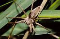 Pisaura_mirabilis_P0035_Z_90_-_Frankrijk