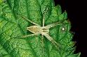Pisaura_mirabilis_P0306_Z_75_Waterleidingduinen_Nederland