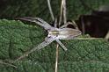 Pisaura_mirabilis_P0765_Z_84_-_Frankrijk