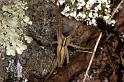 Pisaura_mirabilis_P0770_Z_83_Soube_Frankrijk
