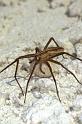 Pisaura_mirabilis_P0773_Z_85_Soube_Frankrijk