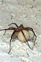 Pisaura_mirabilis_P0774_Z_88_Soube_Frankrijk