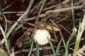 Pisaura_mirabilis_P0775_Z_75_Soube_Frankrijk