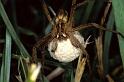Pisaura_mirabilis_P0776_Z_75_Soube_Frankrijk