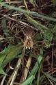 Pisaura_mirabilis_P0777_Z_82_Guilermie_Frankrijk