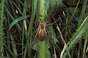 Pisaura_mirabilis_P0778_Z_82_Guilermie_Frankrijk