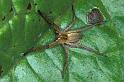 Pisaura_mirabilis_P1226_Z_85_Waterleidingduinen_Nederland