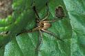 Pisaura_mirabilis_P1227_Z_80_Waterleidingduinen_Nederland