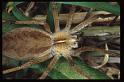 Pisaura_mirabilis_RP0763_O_75_-_Frankrijk