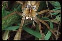 Pisaura_mirabilis_RP0764_O_82_-_Frankrijk