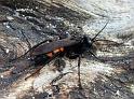 Anoplius_viaticus_D7563_Z_88_-_Nederland