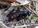 Anoplius_viaticus_D7564_Z_88_-_Nederland