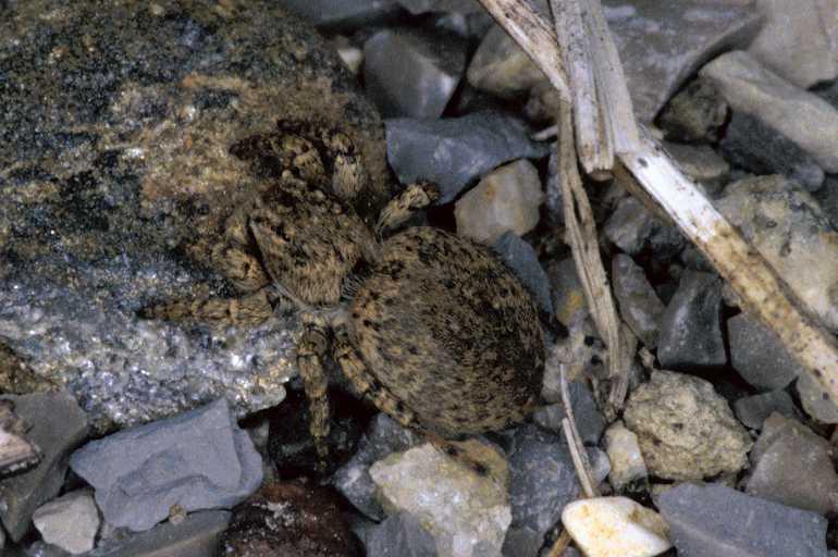 Aelurillus_v-insignitus_P0507_Z_85_-_Frankrijk.jpg