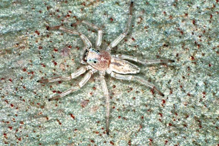Arasia_mollicoma_F0610_O_75_Emerald-Clermont_Australie.jpg