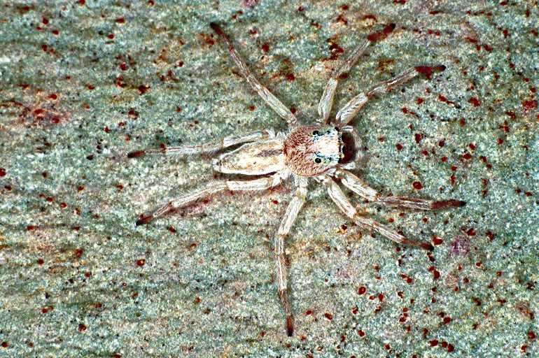 Arasia_mollicoma_F0611_O_75_Emerald-Clermont_Australie.jpg