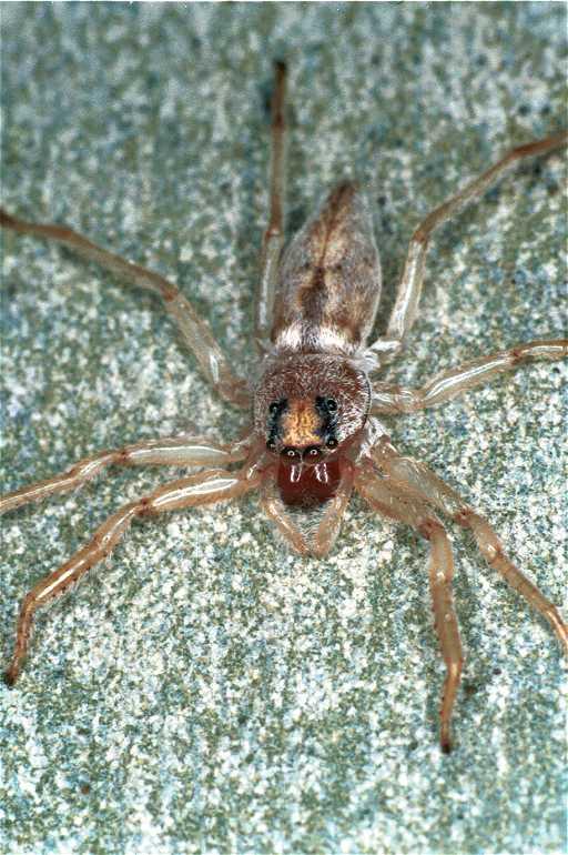 Arasia_mollicoma_F0612_O_90_Emerald-Clermont_Australie.jpg