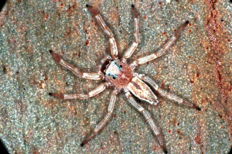 Arasia_mollicoma_RF0243_O_84_Emerald-Clermont_Australie.jpg